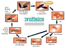 ความรู้ทั่วไปเกี่ยวกับปลวก